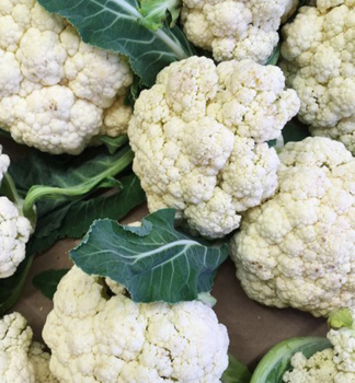 Blumenkohl �DELTA F1� Packung mit 6 Pflanzen