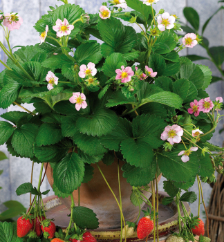 Erdbeere ROSANA Cont. 1,5 l