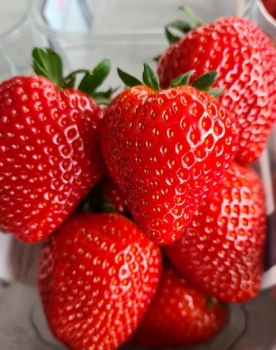 Erdbeere 'PARLANDO' Packung mit 10 Pflanzen