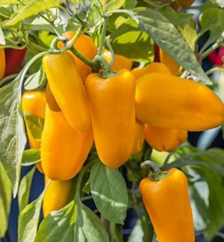 Zwergpaprika �LUBEGA� MINI ORANGE�, Cont. 1 l