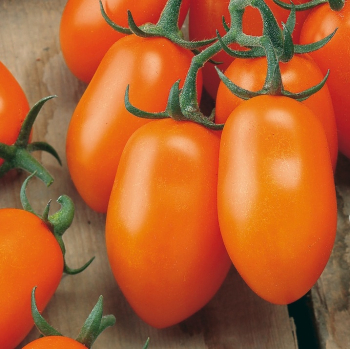 Tomate �MIRADO� ORANGE�, Cont. 1 l