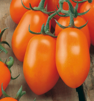 Tomate �MIRADO� ORANGE�, Cont. 1 l