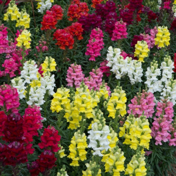 L�wenm�ulchen - �Farbenfrohe Mischung�, Packung mit 4 Pflanzen