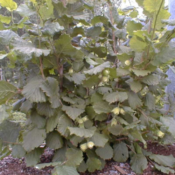 Obr�zok (3)