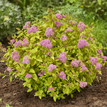 Sommerspiere �TESSA�� 15-20 cm, Cont. 2,5 l