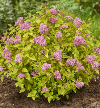 Sommerspiere �TESSA�� 15-20 cm, Cont. 2,5 l