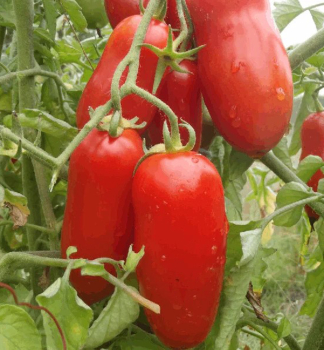 Tomate �SAN MARZANO ENZO F1�, Cont. 0,5 l