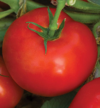 Tomate �BELLAROSA F1�, Cont. 0,5 l
