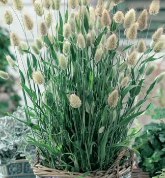 Hasenschwanzgras (Samtgras) �BUNNY TAILS�, Cont. 1 l