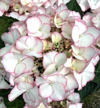 Bauern-Hortensie �CHARME� 30-40 cm, Cont. 4 l