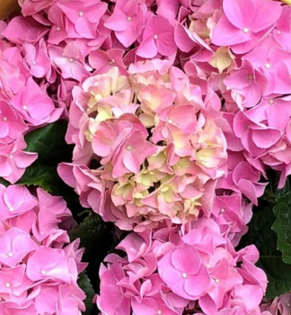 Bauern-Hortensie �EARLY PINK� 30-40 cm, Cont. 4 l