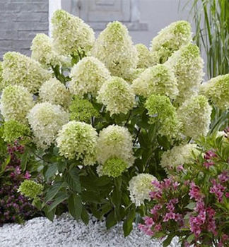 Rispenhortensie �MAGICAL LIME SPARKLE�� 15-20 cm, Cont. 4 l