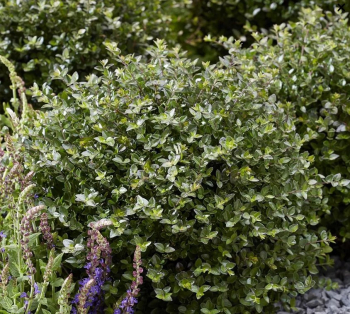 Heckenmyrte �GARDEN CLOUDS� COPPER GLOW� 15-20 cm, Cont. 2,5 l