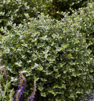 Heckenmyrte �GARDEN CLOUDS� COPPER GLOW� 15-20 cm, Cont. 2,5 l