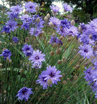 Blaubl�hende Rasselblume, Cont. 0,5 l