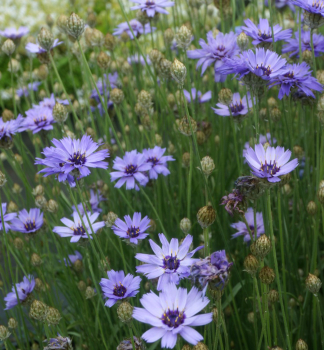 Blaubl�hende Rasselblume, Cont. 0,5 l