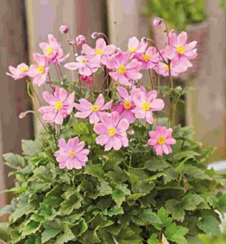 Anemone �ALANDO� PINK� Cont. 1 l