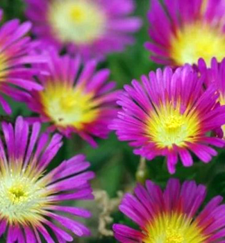 Mittagsblume �SUNTROPICS� PURPLE� Cont. 0,5 l