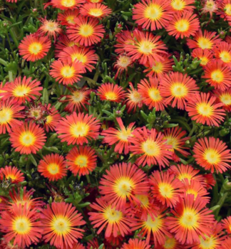 Mittagsblume �SUNTROPICS� RED� Cont. 0,5 l