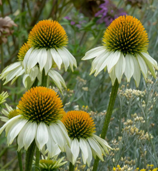Sonnenhut (Echinacea) �PAPALLO� CLASSIC WHITE� Cont. 1 l