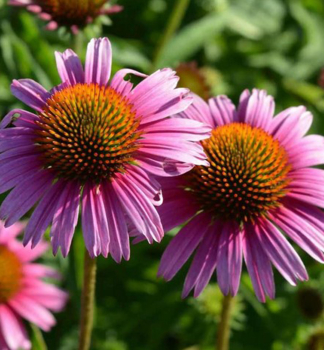 Sonnenhut (Echinacea) �PAPALLO� CLASSIC ROSE� Cont. 1 l