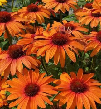 Sonnenhut (Echinacea) �PAPALLO� CLASSIC ORANGE� Cont. 1 l