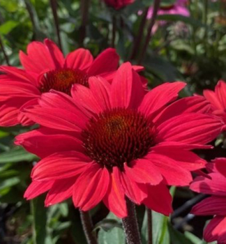 Sonnenhut (Echinacea) �PAPALLO� CLASSIC SCARLET ON BLACK� Cont. 1 l