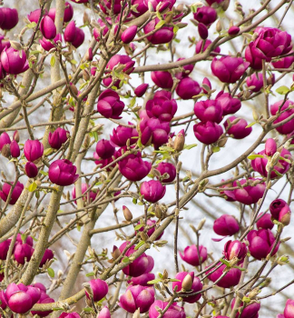 Magnolie �BLACK TULIP�� auf Stamm 120 cm, Cont. 15 l