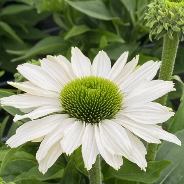 Sonnenhut (Echinacea) �PAPALLO� CLASSIC MILK� Cont. 1 l