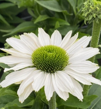 Sonnenhut (Echinacea) �PAPALLO� CLASSIC MILK� Cont. 1 l