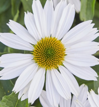Sonnenhut (Echinacea) �PAPALLO� CLASSIC MILK� Cont. 1 l