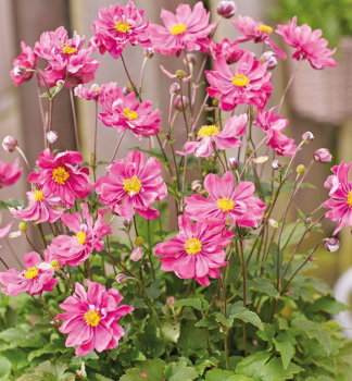 Anemone �ALANDO� DOUBLE ROSE� Cont. 1 l