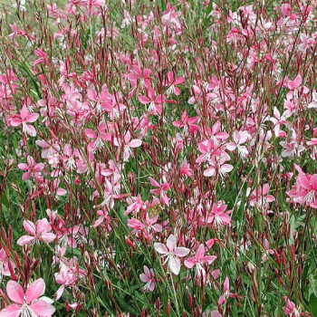 Prachtkerze �GAMBIT� ROSE BICOLOR� Cont. 0,5 l