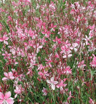 Prachtkerze �GAMBIT� ROSE BICOLOR� Cont. 0,5 l