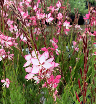 Prachtkerze �GAMBIT� ROSE BICOLOR� Cont. 0,5 l