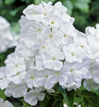 Flammenblume �ADESSA� WHITE� Cont. 1 l
