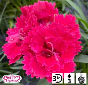 Obr�zok (1)