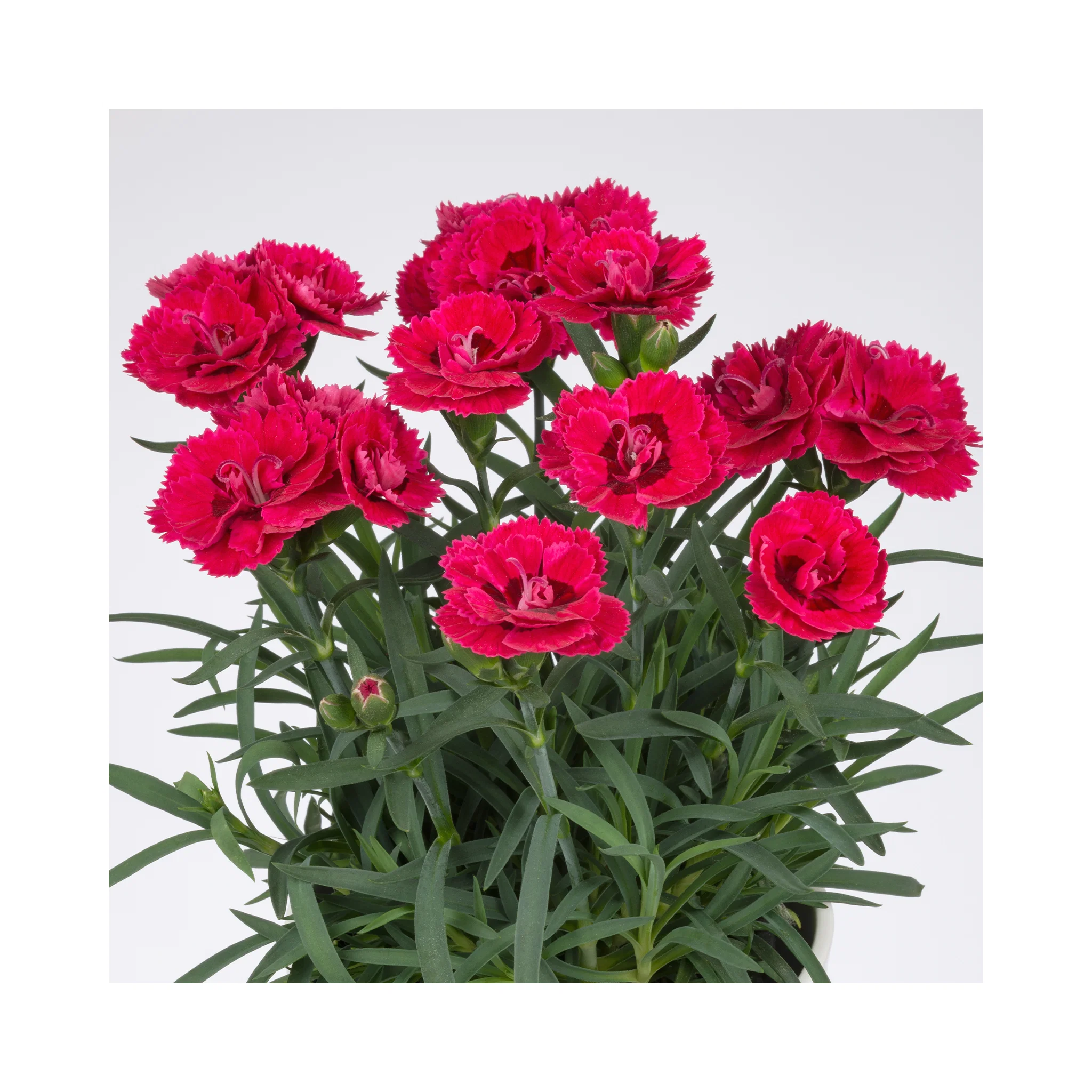 Gartennelke �SWEET PLEASURE�L CHERRY EYE� Cont. 0,5 l