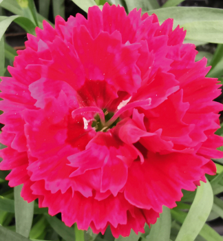 Gartennelke �SWEET PLEASURE�L CHERRY EYE� Cont. 0,5 l
