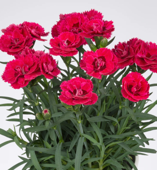 Gartennelke �SWEET PLEASURE�L CHERRY EYE� Cont. 0,5 l