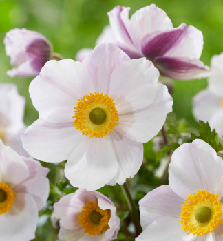 Anemone �ELFIN SWAN�, Cont. 1 l