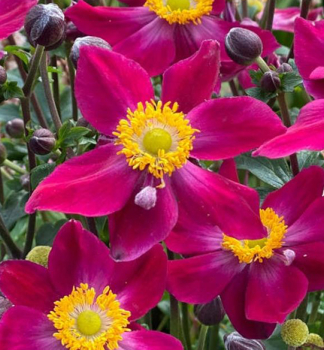 Anemone �FANTASY ARIEL�, Cont. 1 l