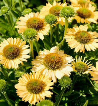 Sonnenhut (Echinacea) �MEDITATION LIME�� Cont. 1 l