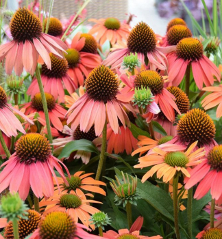 Sonnenhut (Echinacea) �SENSATION CORAL�� Cont. 1 l