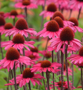 Sonnenhut (Echinacea) �SENSATION PINK�� Cont. 1 l