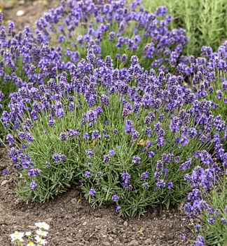 Lavendel �THUMBELINA LEIGH�, Cont. 0,5 l