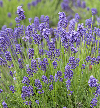 Lavendel �THUMBELINA LEIGH�, Cont. 0,5 l