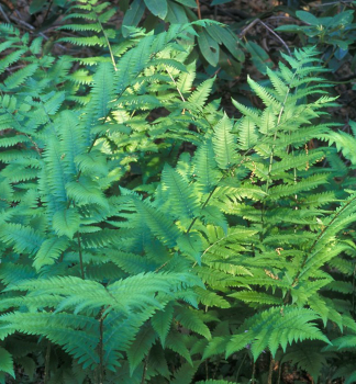 Dornfarn (Dryopteris goldiana), Cont. 1 l