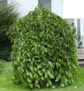 Maulbeere PENDULA auf Stamm 160 cm, Cont. 6 l