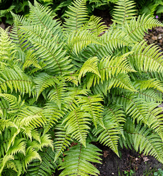 Dornfarn (Dryopteris stewartii), Cont. 1 l